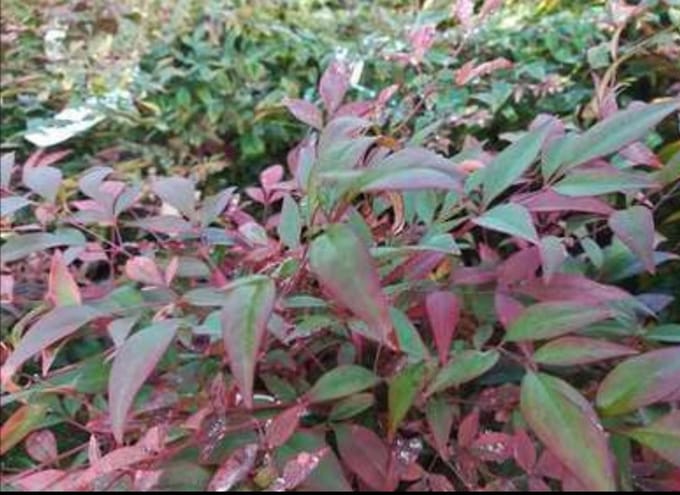 Nandina dom. 'Obsessed'® - Hemelse Bamboe 40- 50 cm in pot