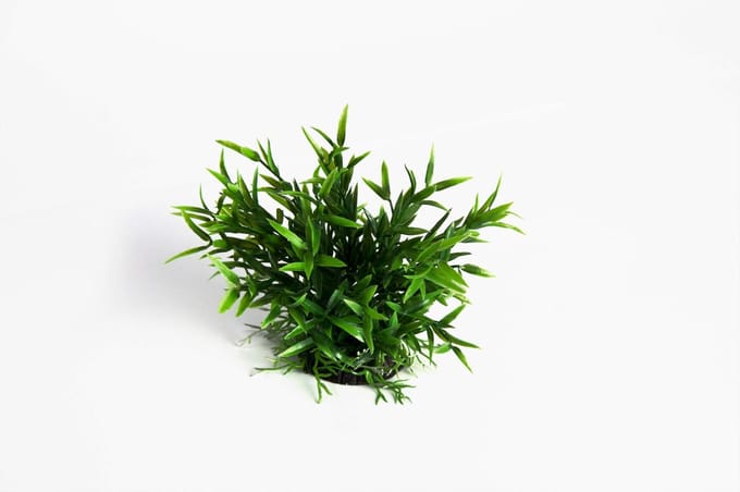 RepTech Terrarium Plant Fine Leaves