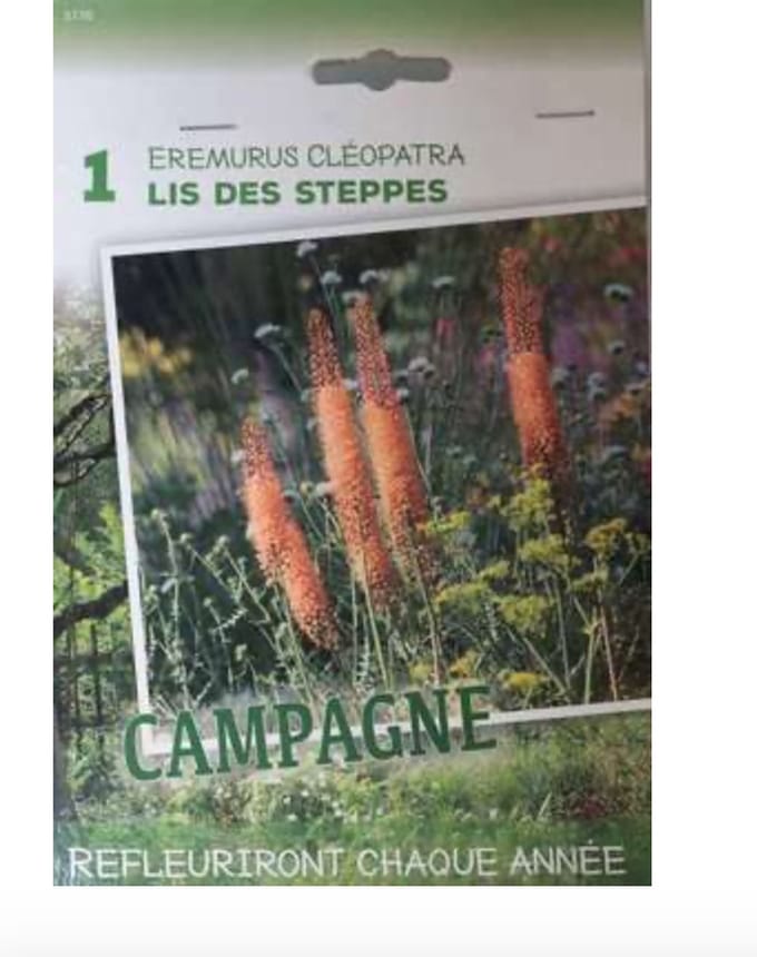 10 stuks Eremurus isab. 'Cleopatra' - Knol