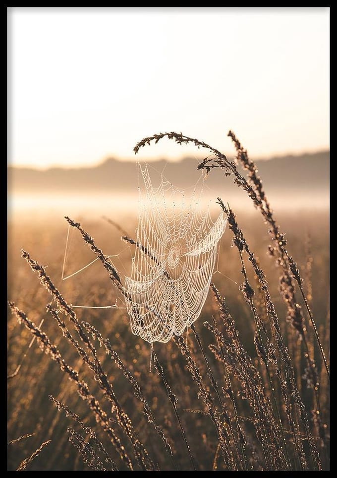 Poster Cobweb - 30x40 cm - Poster Fotokust - WALLLL