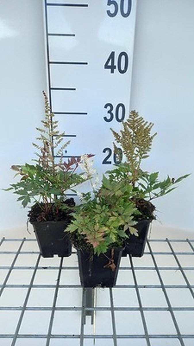 6x Prachtspirea - Astilbe (a) 'Bumalda' | 9x9 cm pot