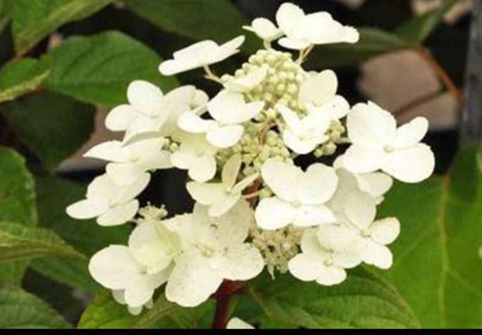 Hydrangea pan. 'Wim's Red®' - Pluimhortensia 50- 60 cm in pot