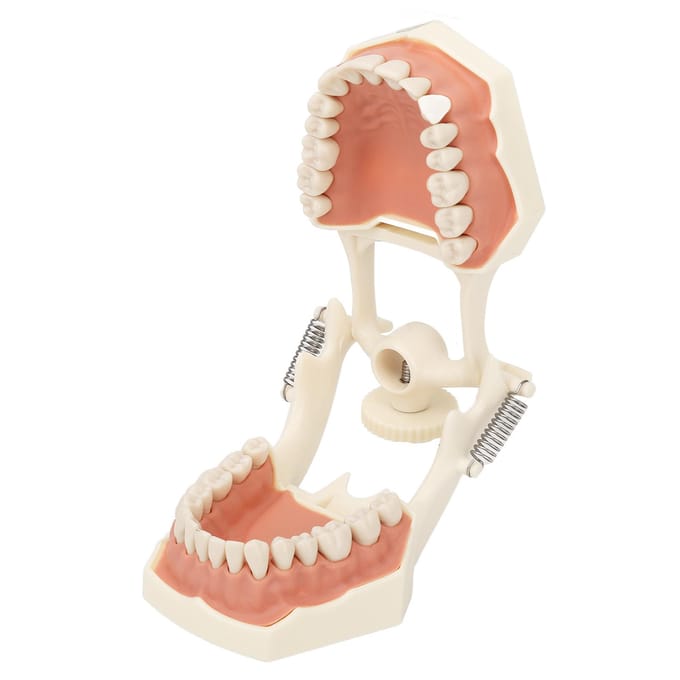32 Tanden Model Zacht Tandvlees Schroef Vast Zelfstudie Training Onderzoek Tandheelkundig Tand Model Model beige