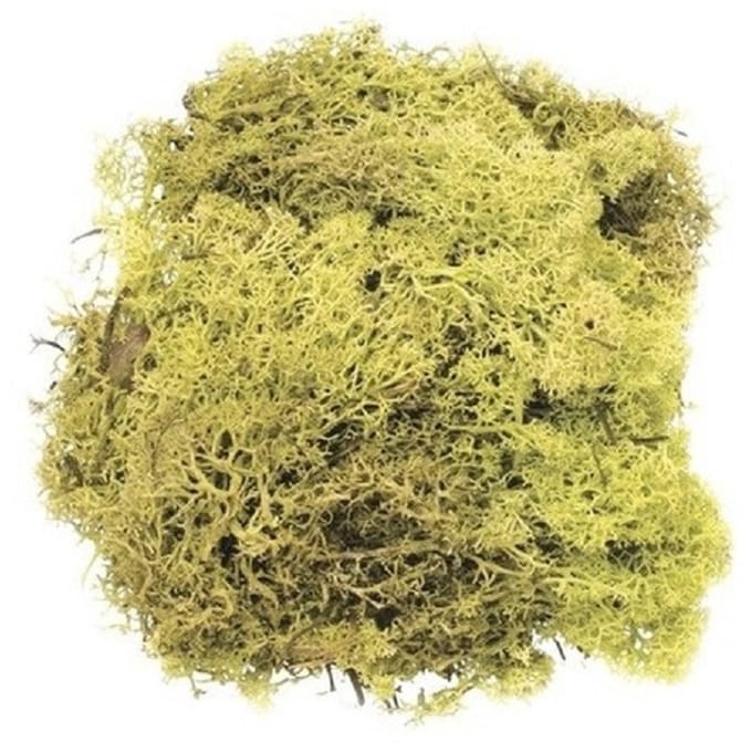 3x zakjes decoratie mos lichtgroen 50 gram