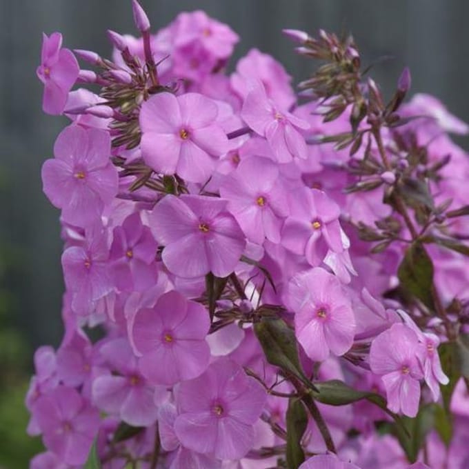 6 x Phlox 'Alpha' - Vlambloem pot 9x9cm