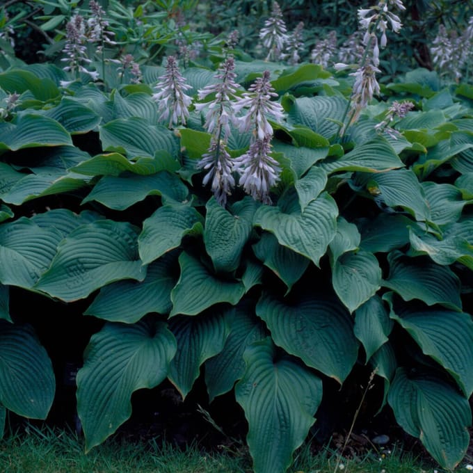 Hosta 'Elegans' (Hosta siebolda Elegans) - Hosta Sieboldii Blauwe / Sieboldiana - Hartlelie - Vaste planten - Bijen-Vlinders