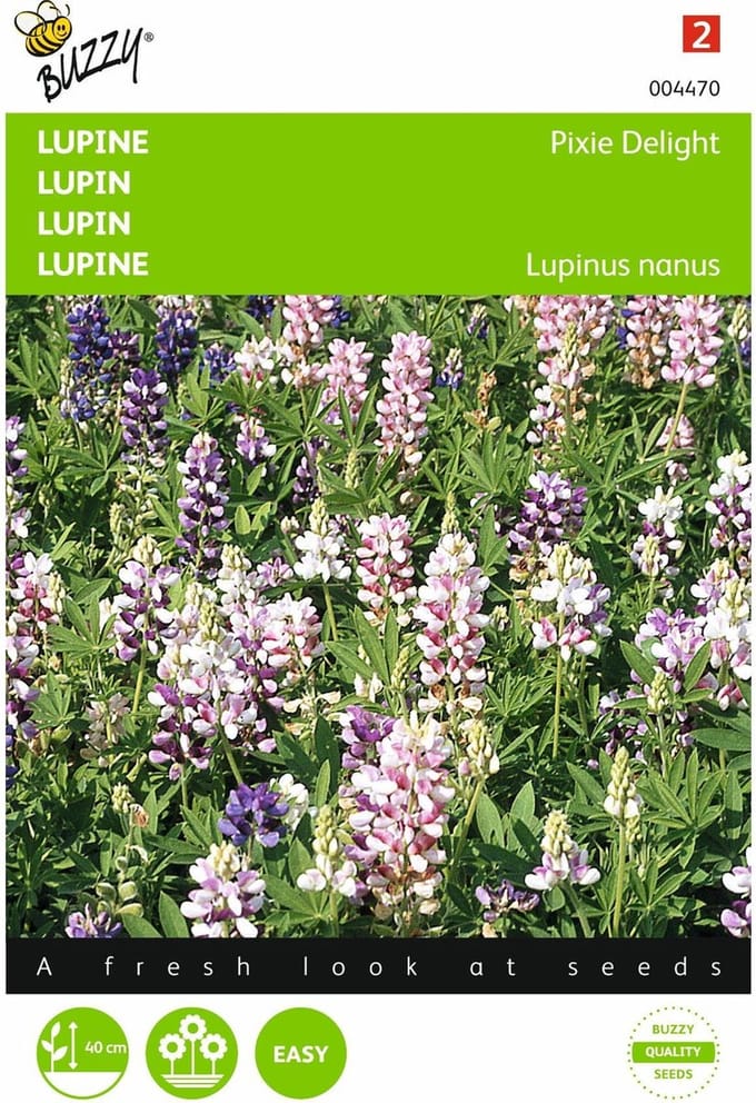 2 stuks Lupinus, Lupine Pixie Delight gemengd