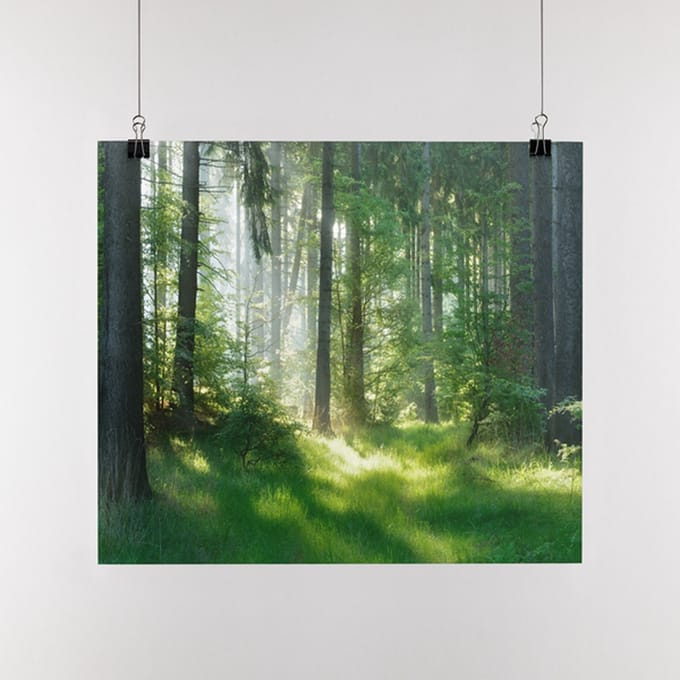 Poster Bos, A1, Sunaps posterpapier