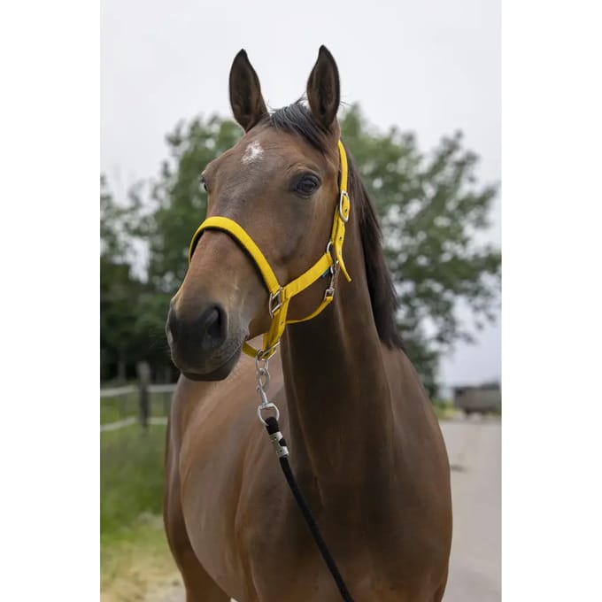 Satijnen paardenhalster Norton