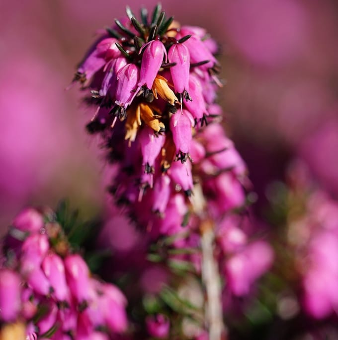 Erica darleyensis Rood - Winterheide|dopheide 12-15 cm in pot