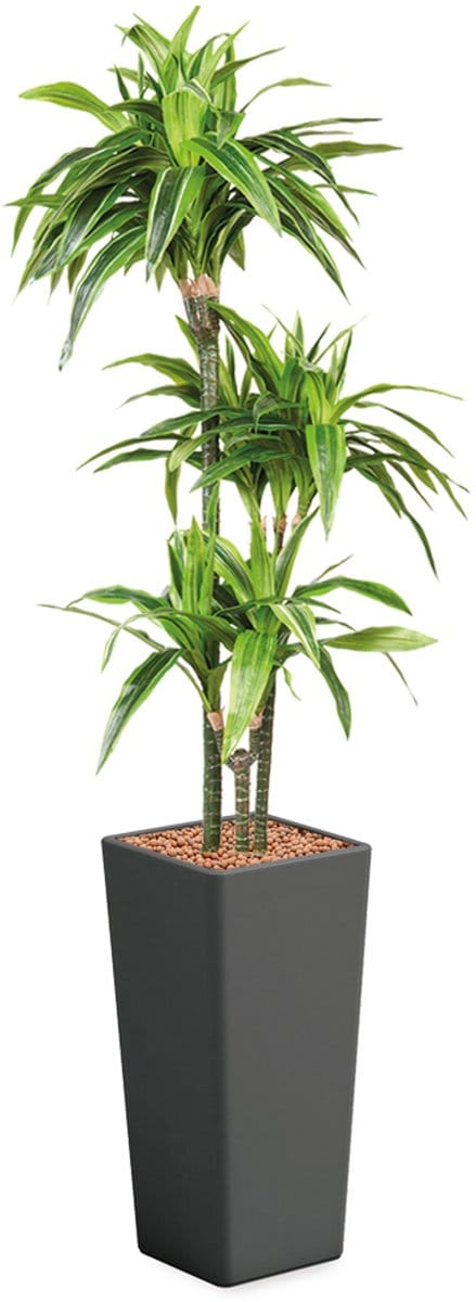 HTT - Kunstplant Dracaena Lemon Lime in Clou vierkant antraciet H185 cm