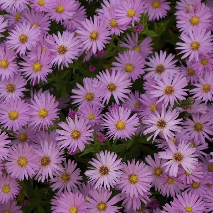 6 x  Aster dumosus 'Herbstgruss von Bresserhof - Herfstaster pot 9x9cm