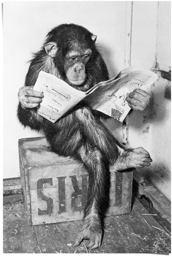 Poster Aap leest krant - 91,5 x 61 - Papier - REINDERS