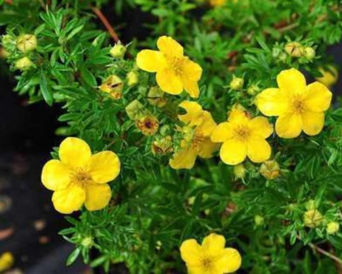 2 x Potentilla frut. 'Goldfinger' - Struikganzerik, Heesterganzerik, 25- 30 cm in pot