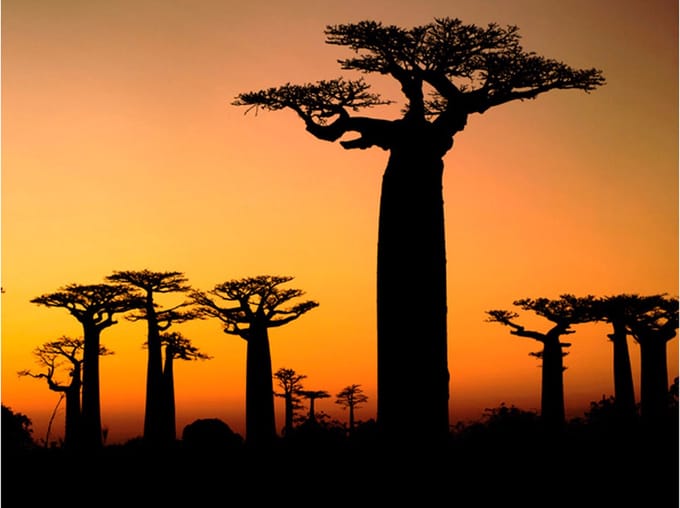 Fotobehang - Afrikaanse baobab bomen.