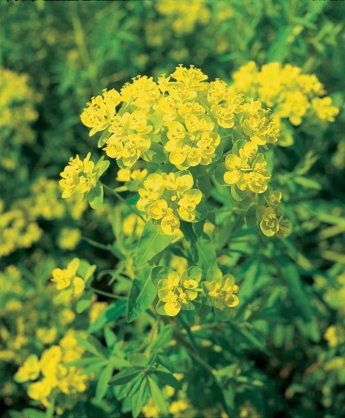 Moerings Euphorbia Palustris | Moeraswolfsmelk | In 9CM pot