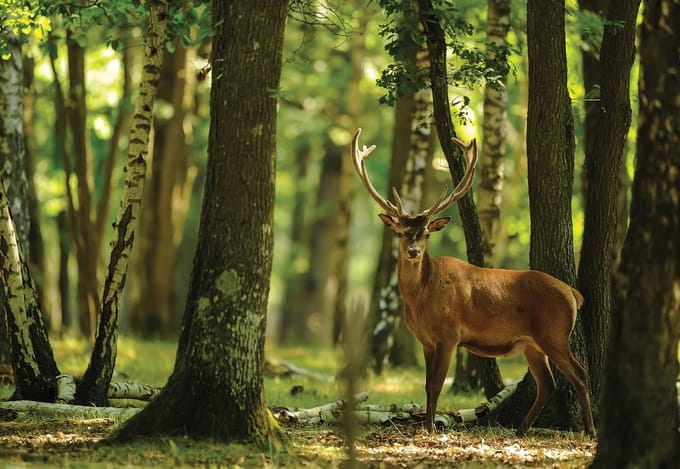 Fotobehang Deer Trees Forest Nature | PANORAMIC - 250cm x 104cm | 130g/m2 Vlies