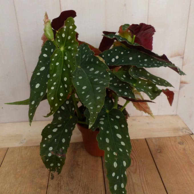 Warentuin natuurlijk - Kamerplant Begonia Maculata met stip Begonia...