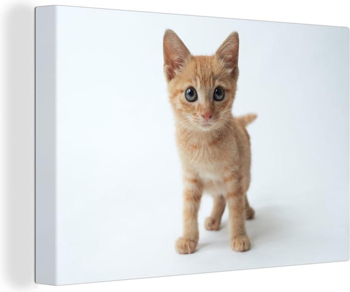 Canvas Schilderij Kat - Rood - Kitten - Meisjes - Kinderen - Jongens - Kindje - 60x40 cm - Wanddecoratie