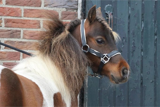 MHS Leren Halster Two Tone Mini Jaarling Zwart / Wit