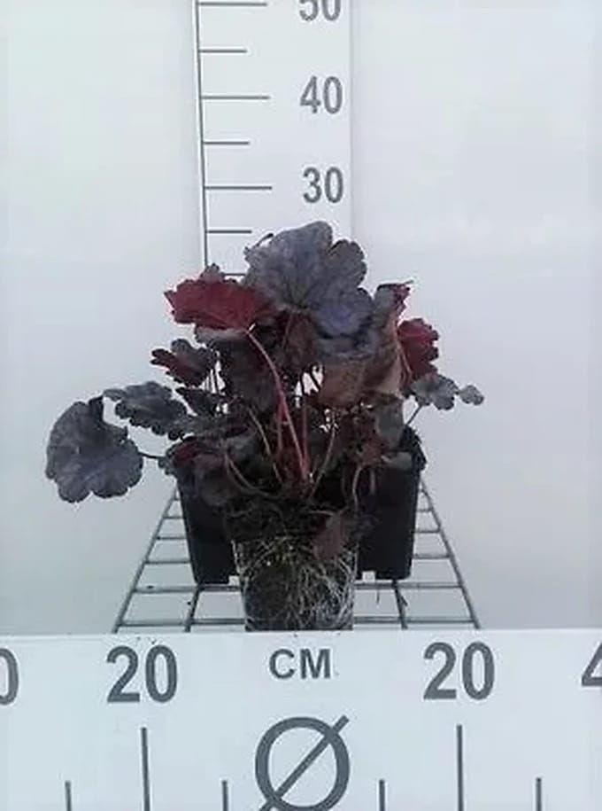 6x Purperklokje - Heuchera hybr. 'Plum Pudding' | 9x9 cm pot