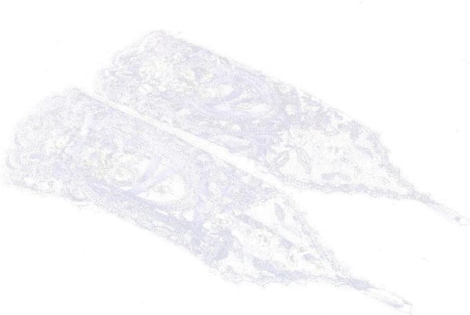 Kanten bruidshandschoenen - Vingerloos - Hand Ornamenten - Wit - Bruiloftaccessoires