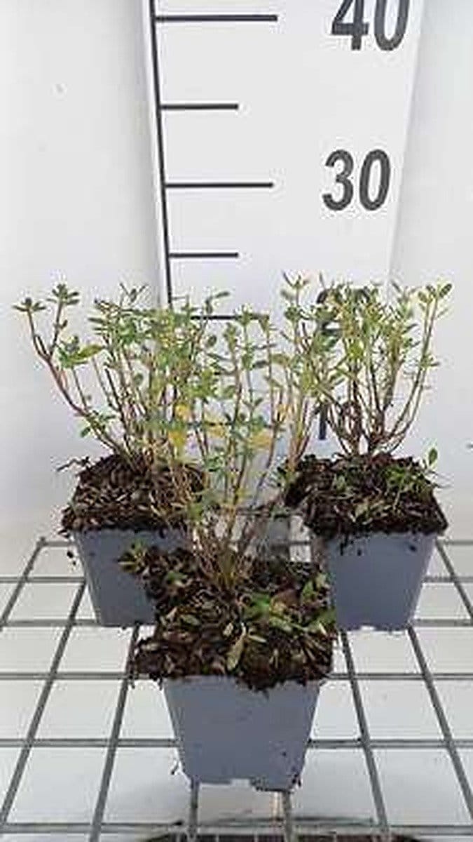 6x Struiksalie - Salvia greggii 'Blue Note' | 9x9 cm pot