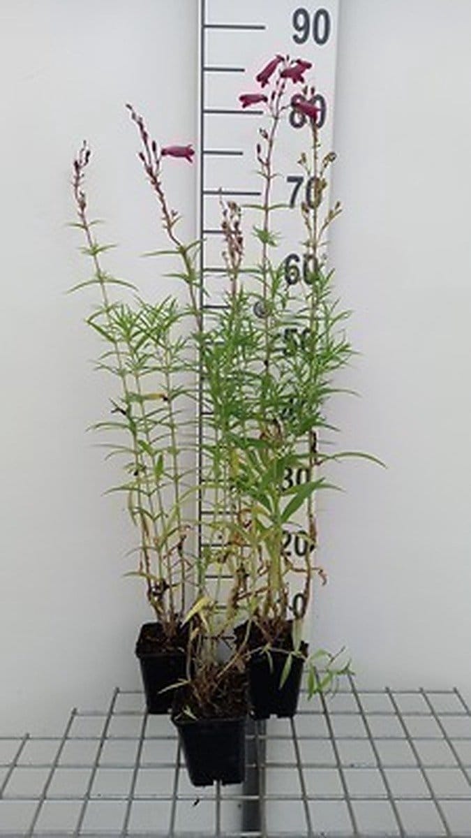6x Schildpadbloem - Penstemon hybr. 'Schoenholzeri' ( Firebird/ruby') | 9x9 cm pot