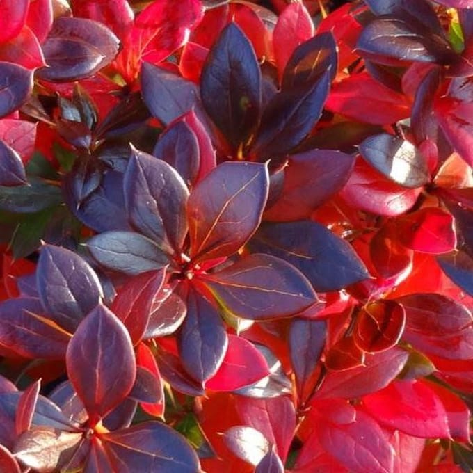 Berberis Media 'Red Jewel' - Zuurbes 25 - 30 cm in pot