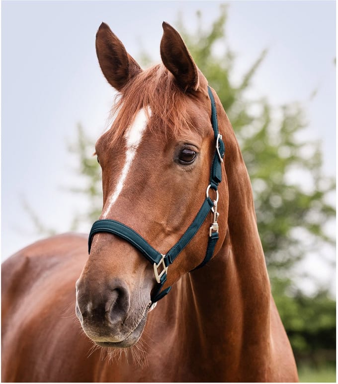Waldhausen Perlon Halster Satin - Paardenhalster - Petrol Shetty