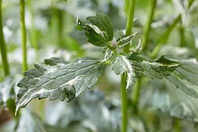 6x Dropplant - Agastache hybr. 'Crazy Fortune'® | 9x9 cm pot