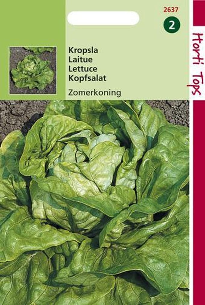 Hortitops Zaden - Kropsla Zomerkoning(Kagraner) - 3