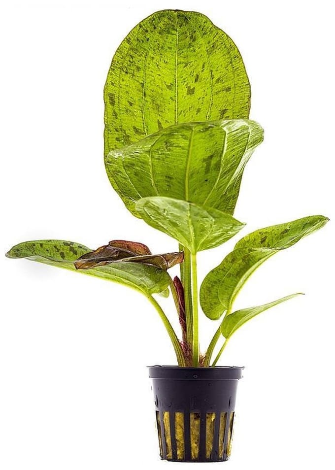 Aquaflora Echinodorus Paul Kloecker | in 5 cm pot