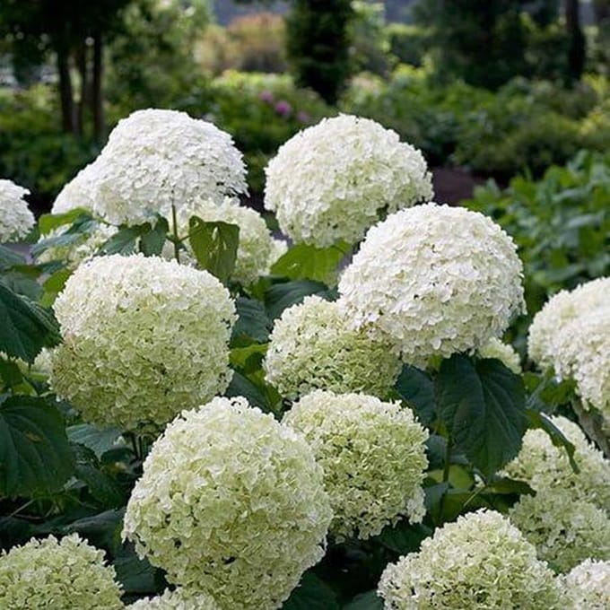 Hydrangea a. Strong Annabelle - Set van 2 - Hortensia - Pot 5 liter - Witte Bloem