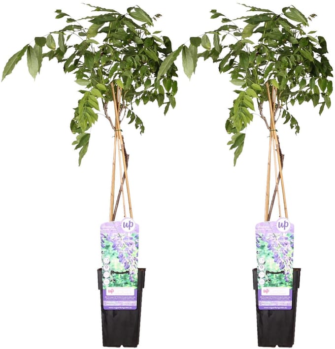 2x Wisteria sinensis 'Prolific' - ↨65cm - Ø15