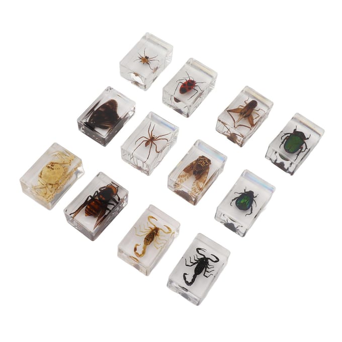 12 Stuks Echte Insecten Specimens Transparante Hars Wetenschappelijk Onderwijs Klaslokaal Insect Specimen Monster gray