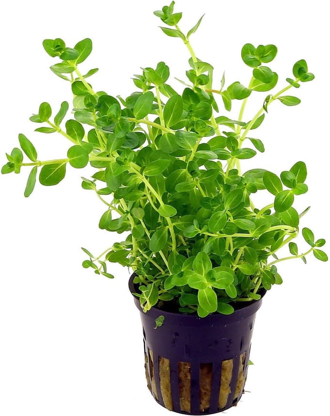 Aquaflora Rotala Species Green | in 5 cm pot