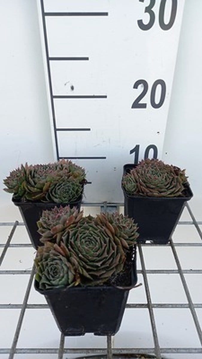 6x Huislook - Sempervivum hybr. 'Feldmaier' | 9x9 cm pot