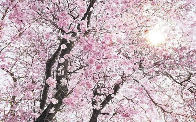 Fotobehang Bloom
