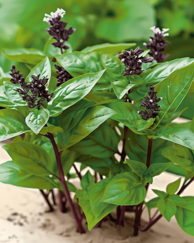 Basilicum Thai Zaden Ocimum Basilicum Eenjarig Kruid