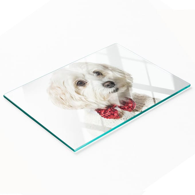 Multifunctioneel decoratief glazen keukenbord met Maltezerhondje, 80x52 cm