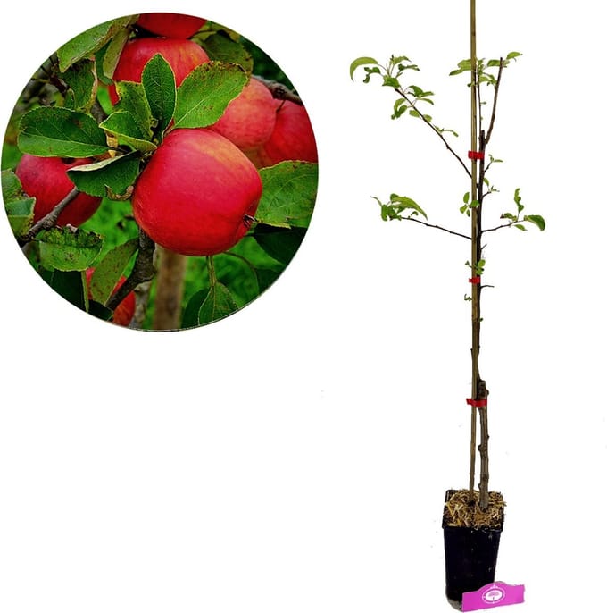 Malus Domestica ‘Red delicious’, Appelboom, 1,5 Liter pot