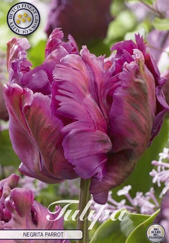 Dutch Finest Quality bloembollen Tulpen 10 stuks Tulp Negrita Parrot x7 12/+s