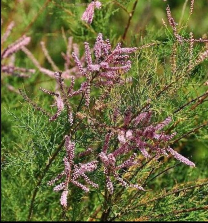 Tamarix ram. 'Pink Cascade' - Tamarisk 60- 80 cm in pot