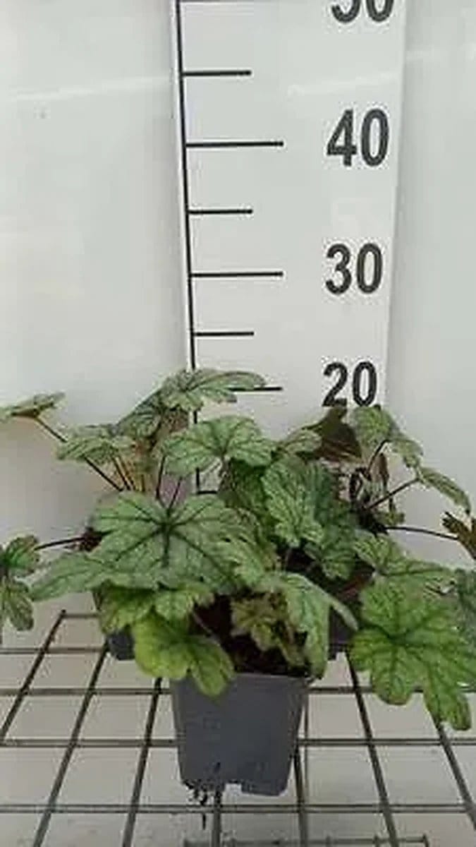 6x Schuimklokje - Heucherella hybr. 'Kimono' | 9x9 cm pot