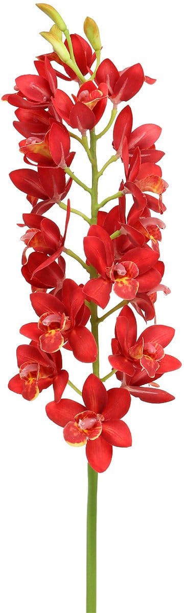 Orchidee cymbidium rood 78cm