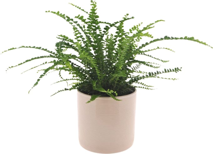 Nephrolepis | 30cm | Nestvaren | Duffii | met gebroken witte keramieken pot