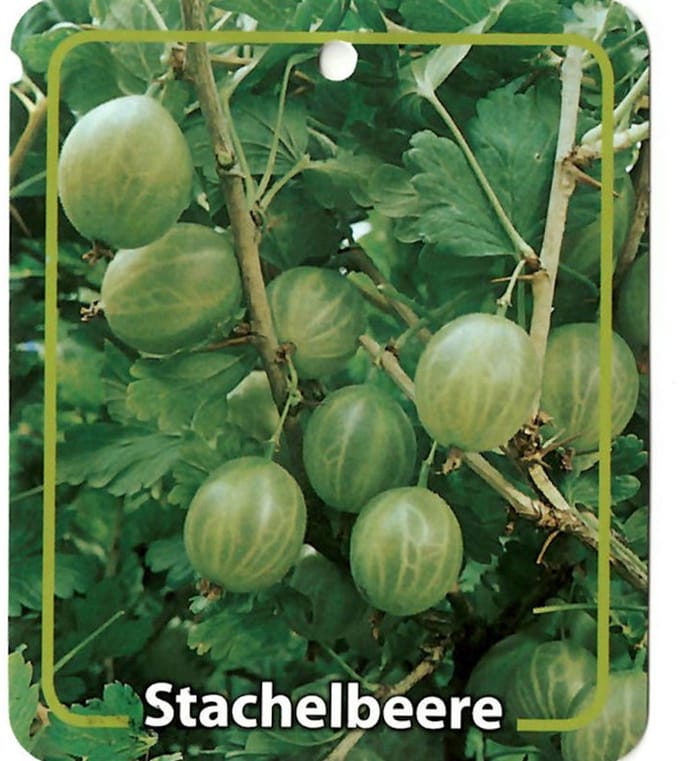 Oosterik home - Ribus Uva-Crispa Grune Stachelbeere