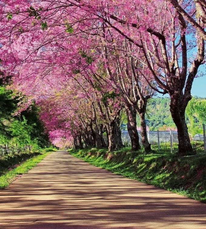 Fotobehang - Blossom Alley 225x250cm - Vliesbehang