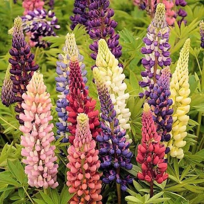 Lupine zaden - Russel Hybrids gemengd